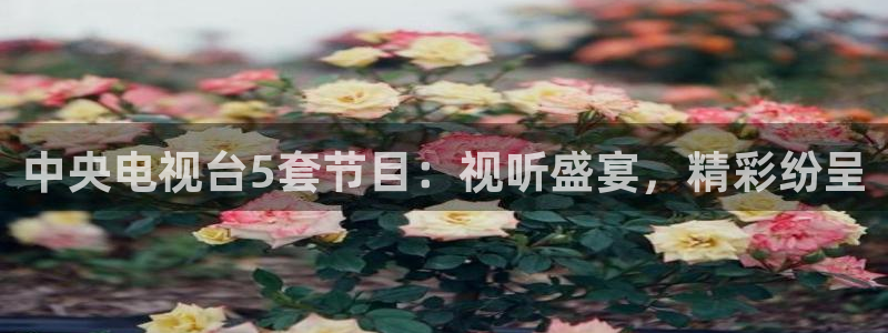 so米直播平台体育nba